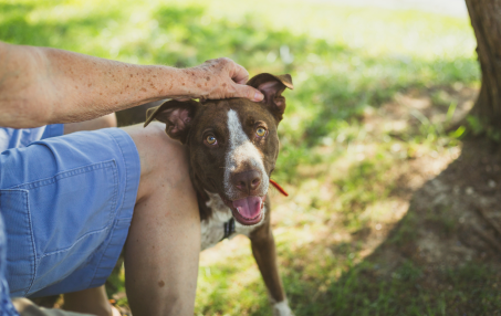 Pet Microchipping